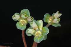 Euphorbia helioscopia